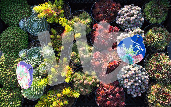 bloemen en planten vvbvanbree     1133